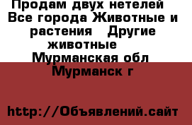 Продам двух нетелей - Все города Животные и растения » Другие животные   . Мурманская обл.,Мурманск г.